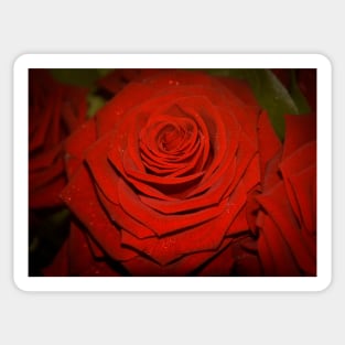 Deep Red Rose Sticker